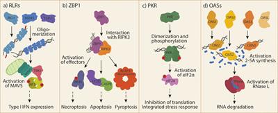 Activation of cytosolic RNA sensors by endogenous ligands: roles in disease pathogenesis